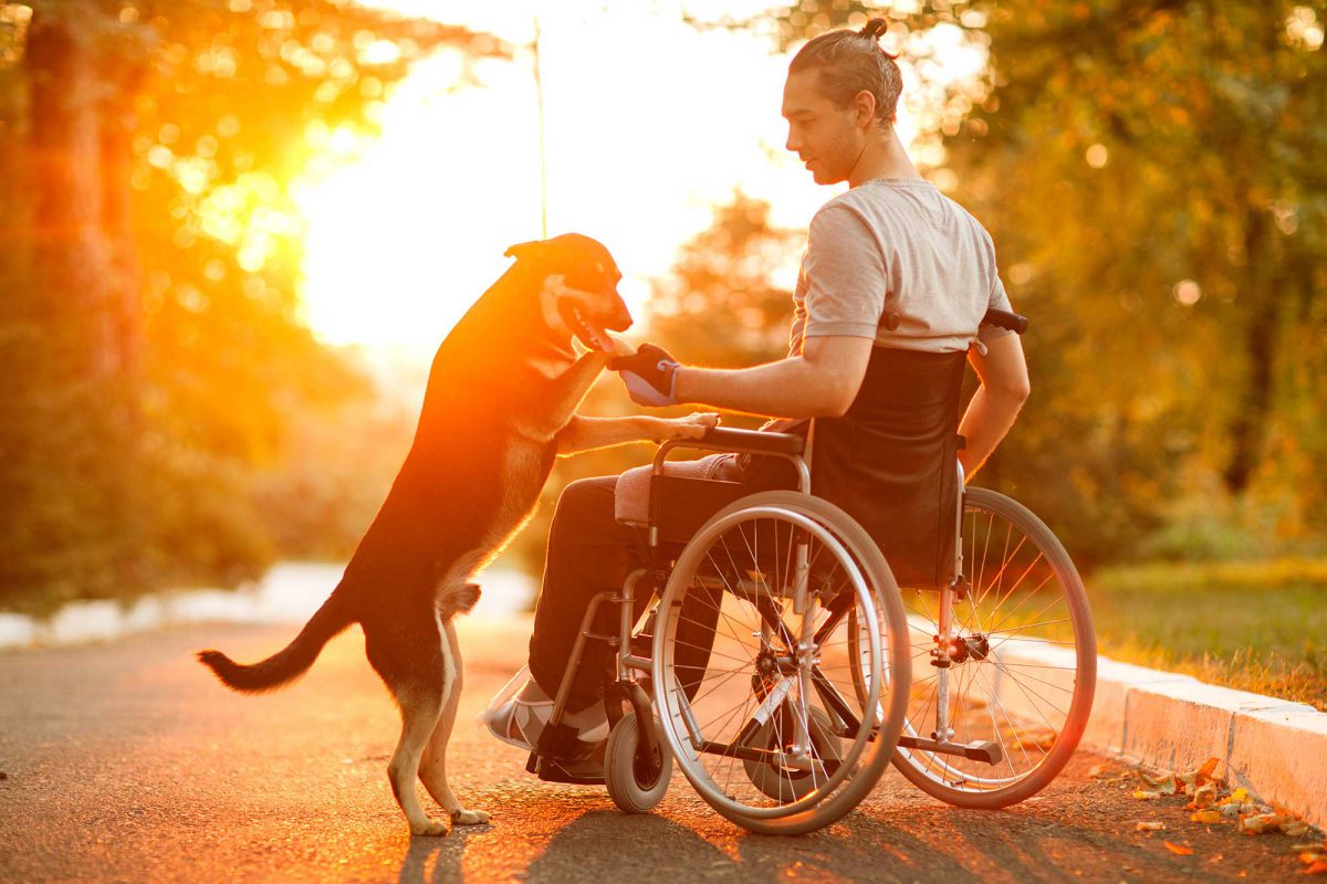 dog and man in wheelchair